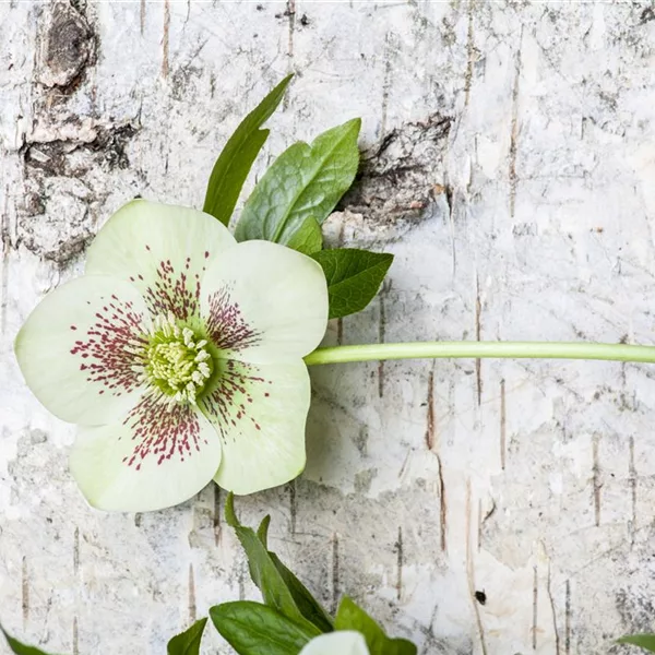 Helleborus x orientalis 'White Spotted'