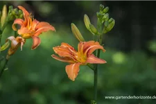 Hemerocallis fulva 1 Liter Topf 