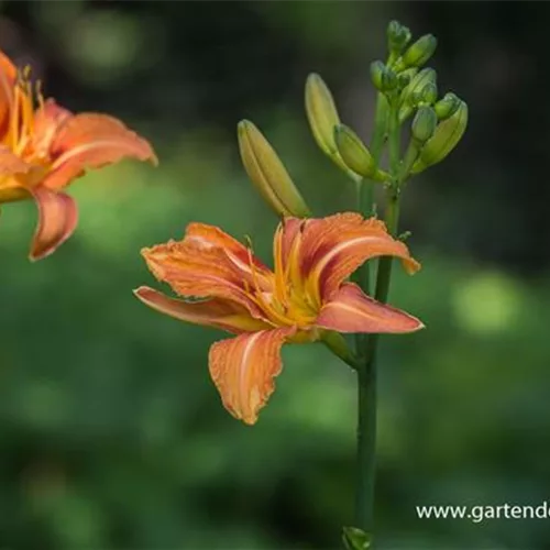 Hemerocallis fulva