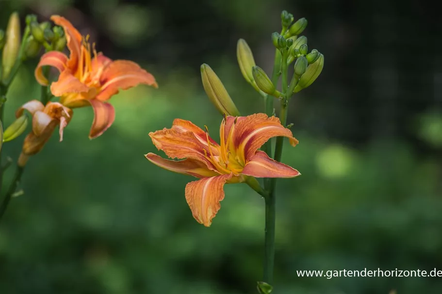 Hemerocallis fulva 1 Liter Topf 