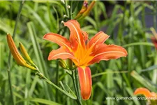 Hemerocallis fulva 1 Liter Topf 