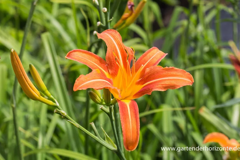 Hemerocallis fulva 1 Liter Topf 