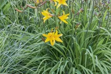 Hemerocallis fulva 1 Liter Topf 