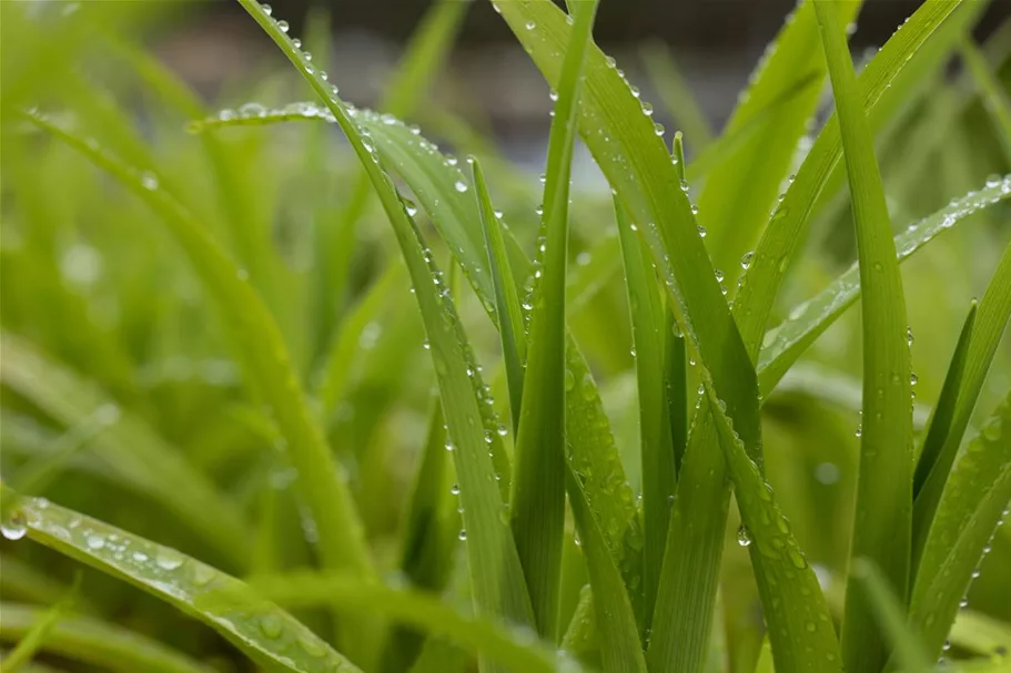 Hemerocallis fulva 1 Liter Topf 