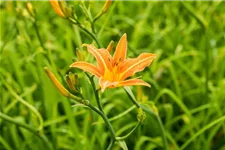 Hemerocallis fulva 1 Liter Topf 