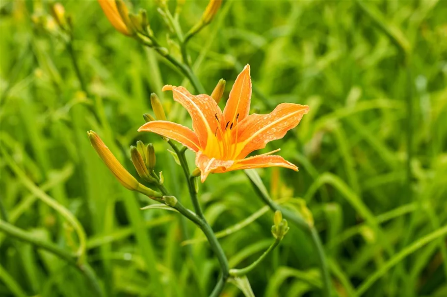 Hemerocallis fulva 1 Liter Topf 