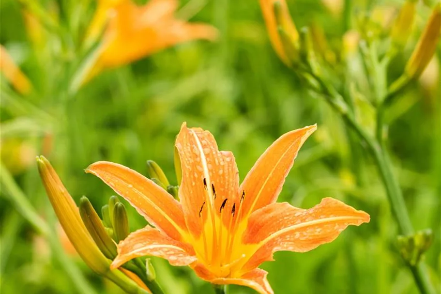 Hemerocallis fulva 1 Liter Topf 