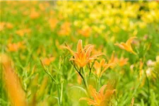 Hemerocallis fulva 1 Liter Topf 