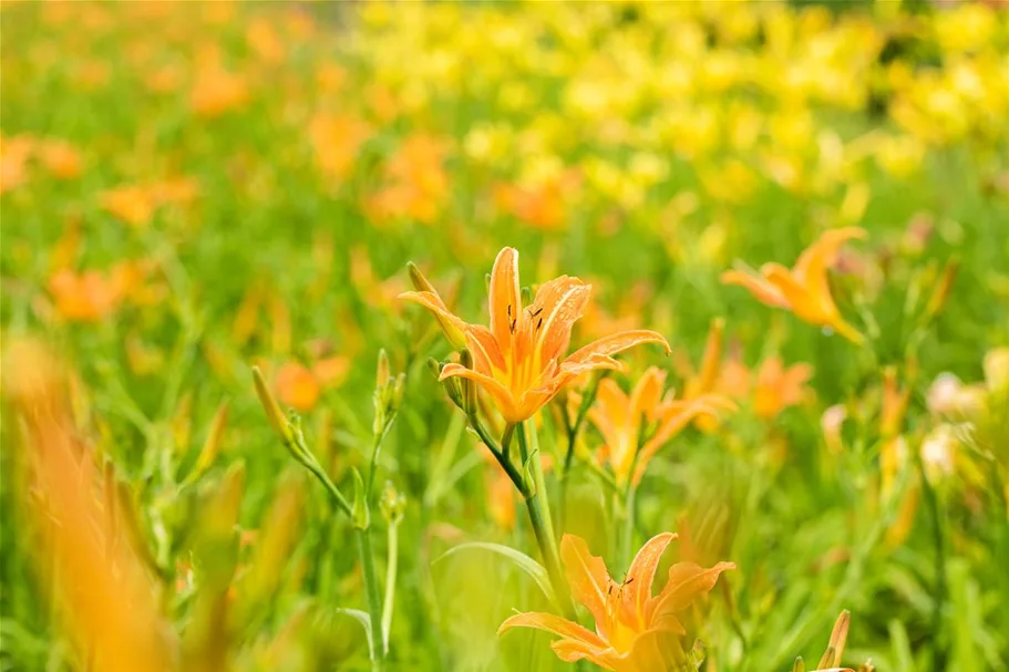 Hemerocallis fulva 1 Liter Topf 