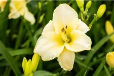 Hemerocallis x cult.'Arctic Snow' C 1,3 VR 