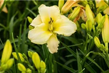 Hemerocallis x cult.'Arctic Snow' C 1,3 VR 