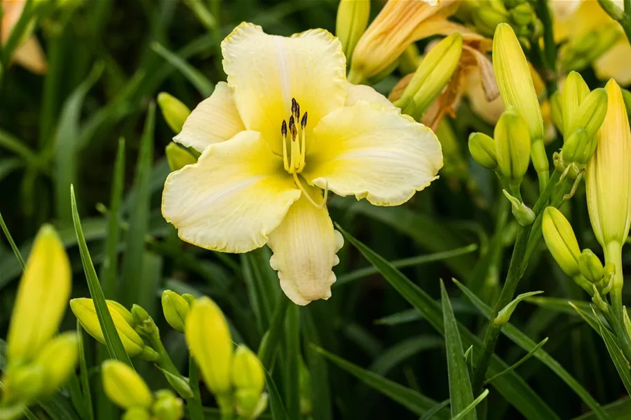 Hemerocallis x cult.'Arctic Snow' C 1,3 VR 