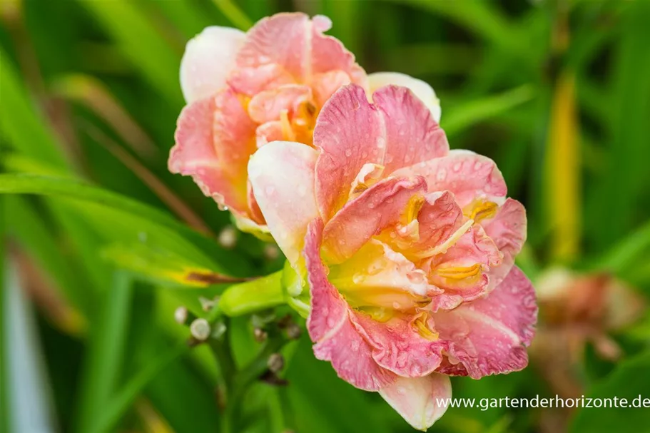 Hemerocallis x cult.'Lacy Dolly' 1 Liter Topf 