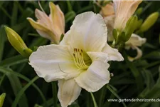 Hemerocallis x cult.'White Temptation' 9 x 9 cm Topf 0,5 Liter 