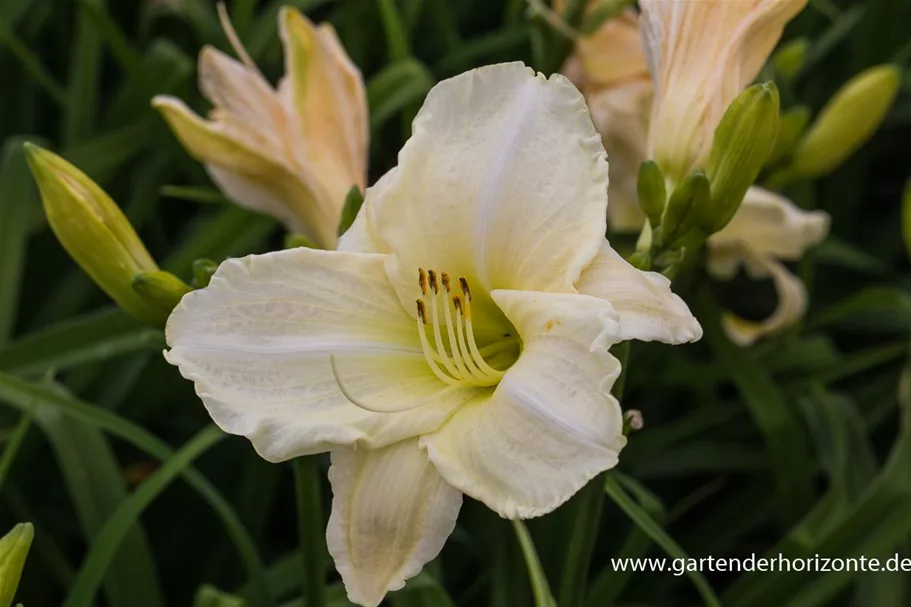 Hemerocallis x cult.'White Temptation' 9 x 9 cm Topf 0,5 Liter 