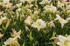 Hemerocallis x cult.'White Temptation' 9 x 9 cm Topf 0,5 Liter 