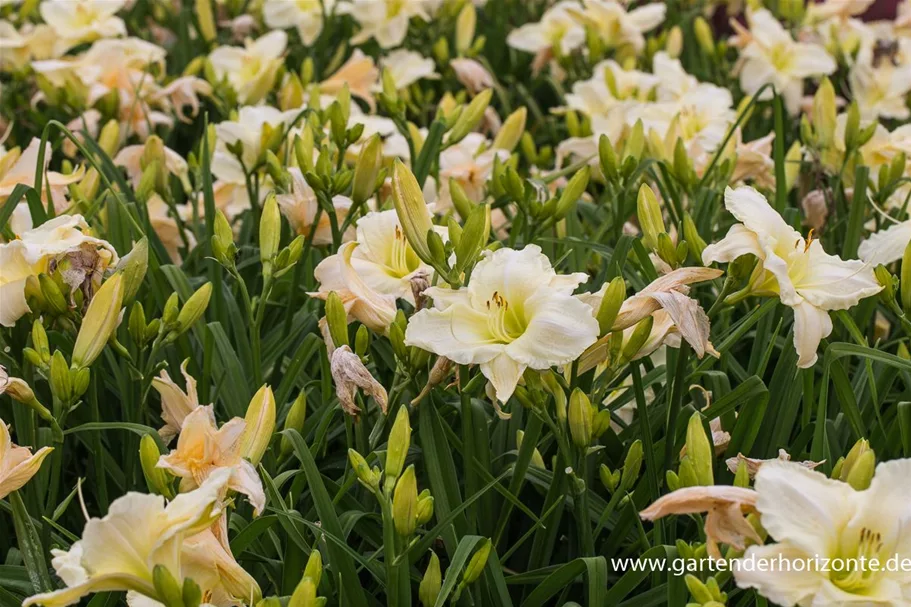 Hemerocallis x cult.'White Temptation' 9 x 9 cm Topf 0,5 Liter 