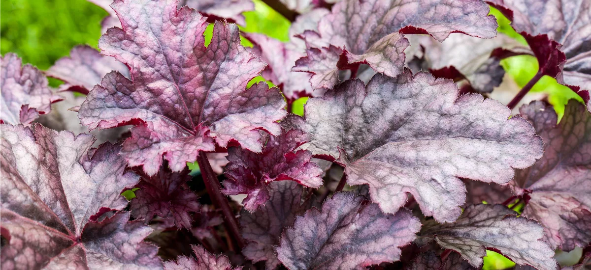 Heuchera micrantha 'Amethyst Myst' 1 Liter Topf 