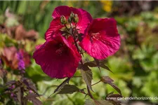 Hibiscus mosch.'Planet Griotte Tangri' -R- 1 Liter Topf 