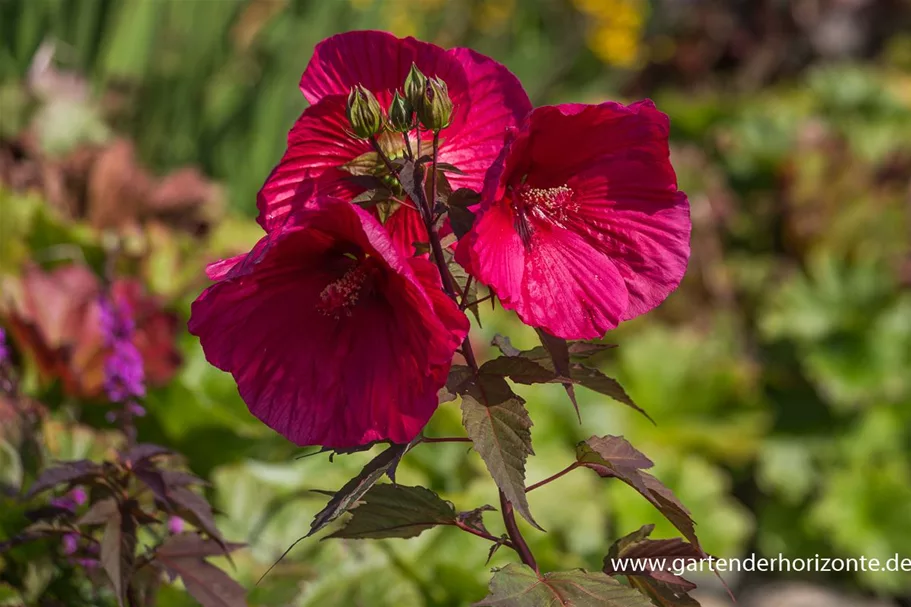 Hibiscus mosch.'Planet Griotte Tangri' -R- 1 Liter Topf 