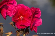 Hibiscus mosch.'Planet Griotte Tangri' -R- 1 Liter Topf 