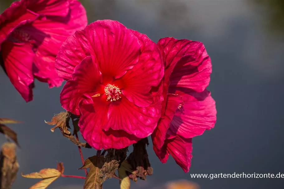 Hibiscus mosch.'Planet Griotte Tangri' -R- 1 Liter Topf 