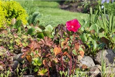 Hibiscus mosch.'Planet Griotte Tangri' -R- 1 Liter Topf 