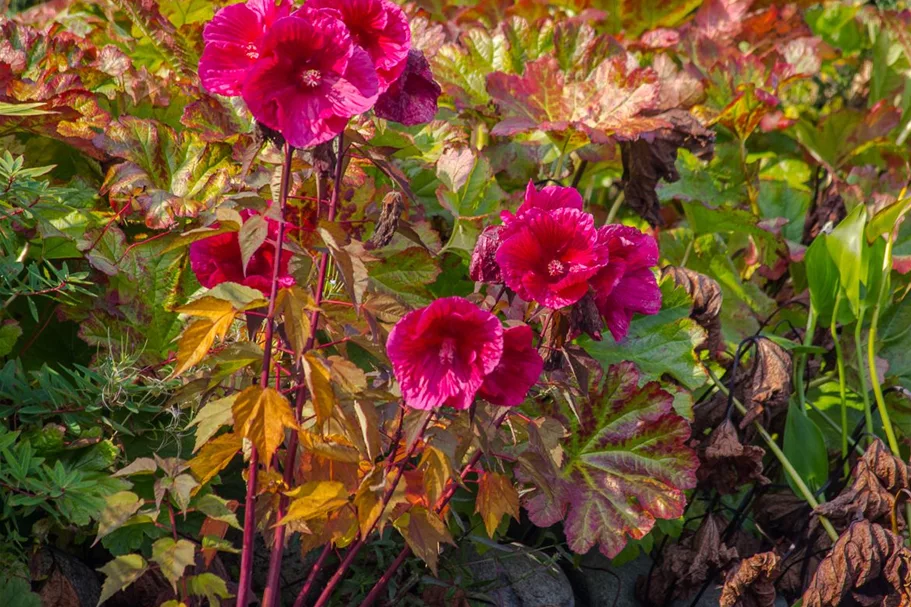 Hibiscus mosch.'Planet Griotte Tangri' -R- 1 Liter Topf 