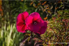 Hibiscus mosch.'Planet Griotte Tangri' -R- 1 Liter Topf 