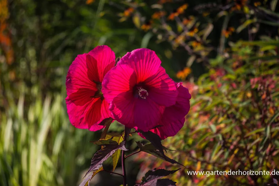 Hibiscus mosch.'Planet Griotte Tangri' -R- 1 Liter Topf 