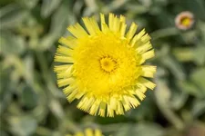 Hieracium pilosella 'Niveum' 9 x 9 cm Topf 0,5 Liter 