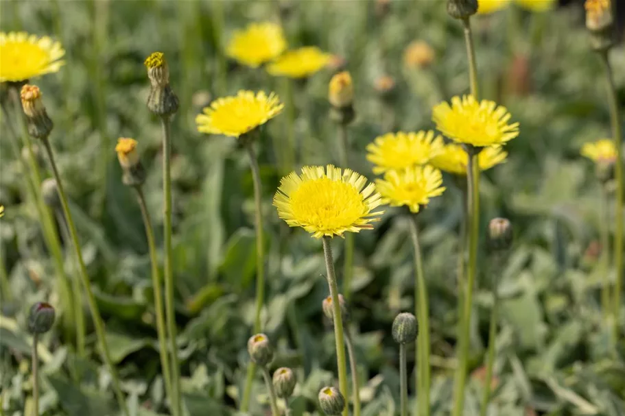 Hieracium pilosella 'Niveum' 9 x 9 cm Topf 0,5 Liter 