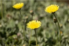 Hieracium pilosella 'Niveum' 9 x 9 cm Topf 0,5 Liter 