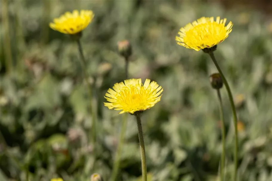 Hieracium pilosella 'Niveum' 9 x 9 cm Topf 0,5 Liter 