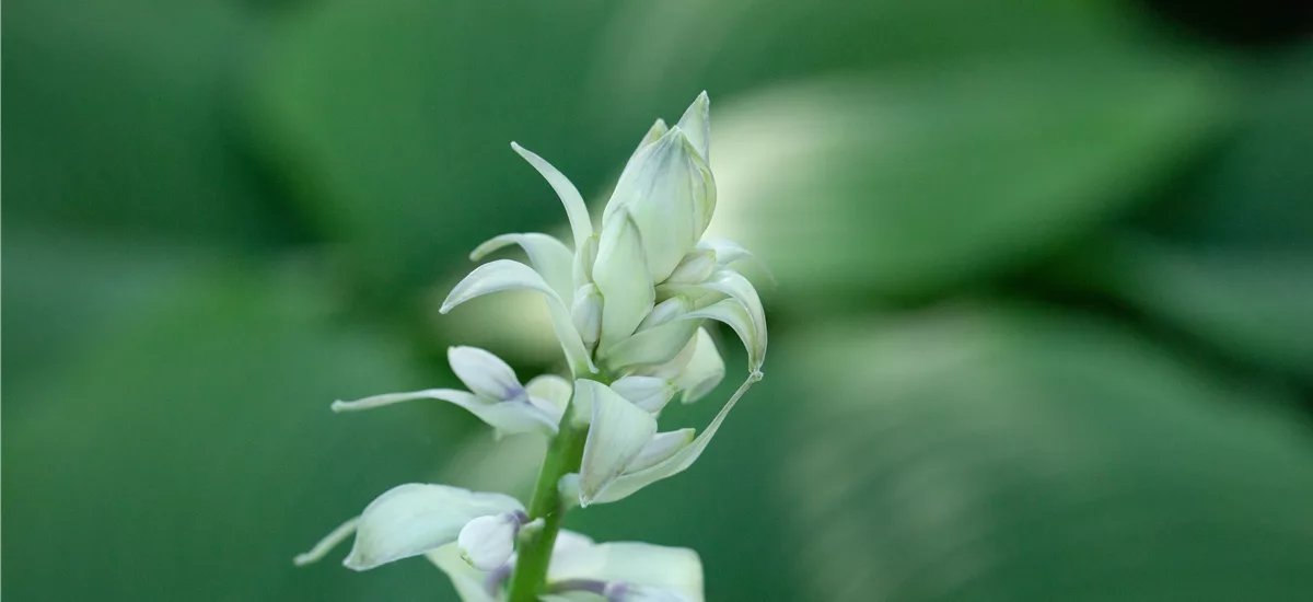 Hosta plantaginea 'Fried Green Tomatoes' 1 Liter Topf 