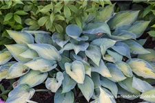 Hosta x cult.'Paradise Joycee' 1 Liter Topf 