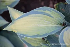 Hosta x cult.'Paradise Joycee' 1 Liter Topf 