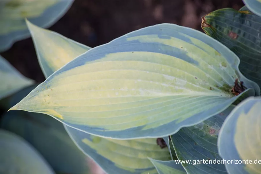 Hosta x cult.'Paradise Joycee' 1 Liter Topf 