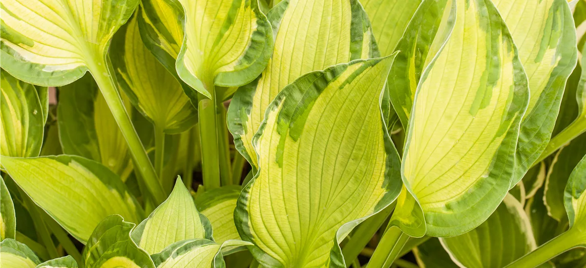 Hosta x fortunei 'Albopicta' 1 Liter Topf 