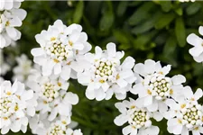 Iberis sempervirens 'Schneeflocke' 9 x 9 cm Topf 0,5 Liter 