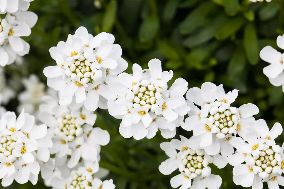 Iberis sempervirens 'Schneeflocke' 9 x 9 cm Topf 0,5 Liter 