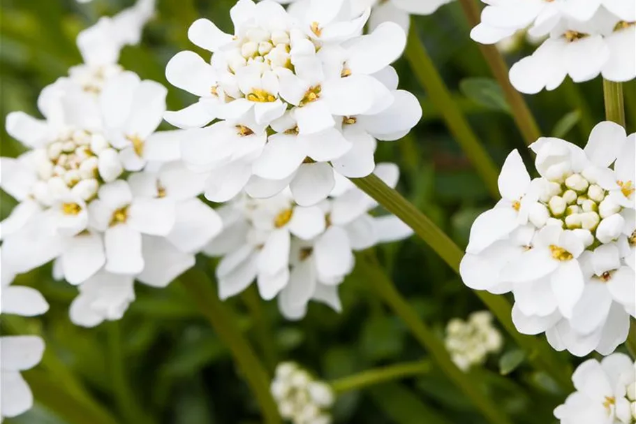 Iberis sempervirens 'Schneeflocke' 9 x 9 cm Topf 0,5 Liter 