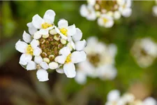 Iberis sempervirens 'Schneeflocke' 9 x 9 cm Topf 0,5 Liter 