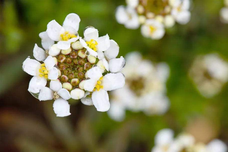 Iberis sempervirens 'Schneeflocke' 9 x 9 cm Topf 0,5 Liter 