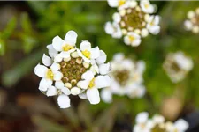 Iberis sempervirens 'Schneeflocke' 9 x 9 cm Topf 0,5 Liter 