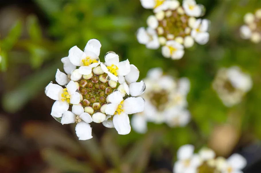 Iberis sempervirens 'Schneeflocke' 9 x 9 cm Topf 0,5 Liter 