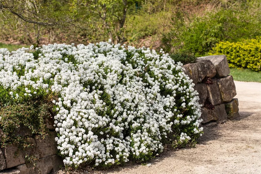 Iberis sempervirens 'Schneeflocke' 9 x 9 cm Topf 0,5 Liter 