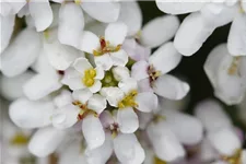 Iberis sempervirens 'Whitout' 9 x 9 cm Topf 0,5 Liter 