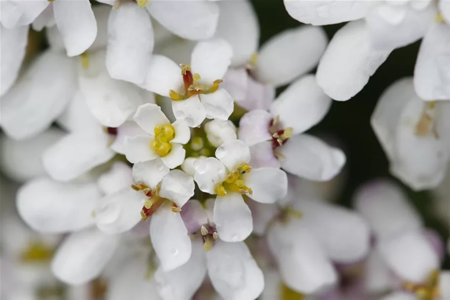 Iberis sempervirens 'Whitout' 9 x 9 cm Topf 0,5 Liter 