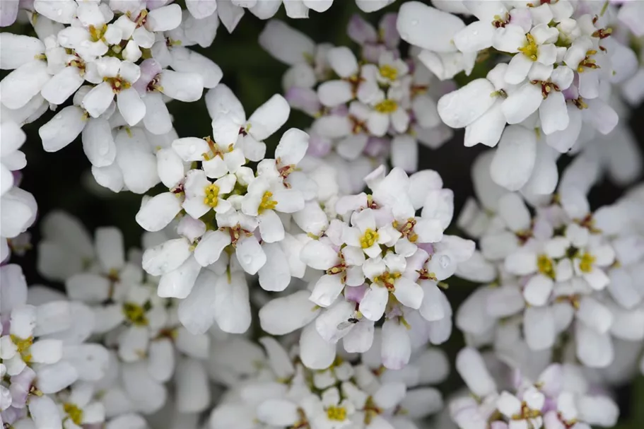 Iberis sempervirens 'Whitout' 9 x 9 cm Topf 0,5 Liter 